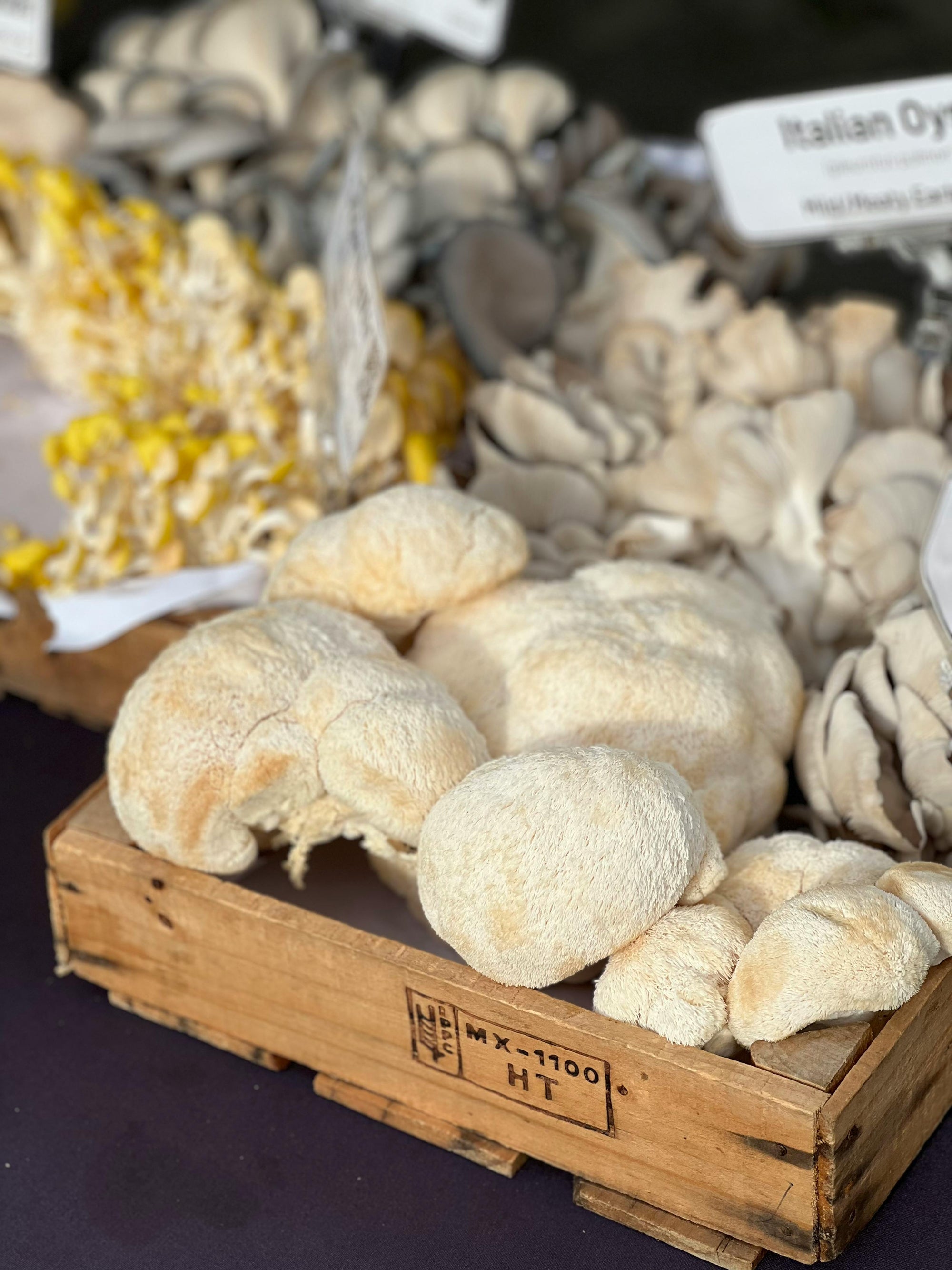 Parts of a Mushroom: Why Lion’s Mane and Reishi Are the Stars