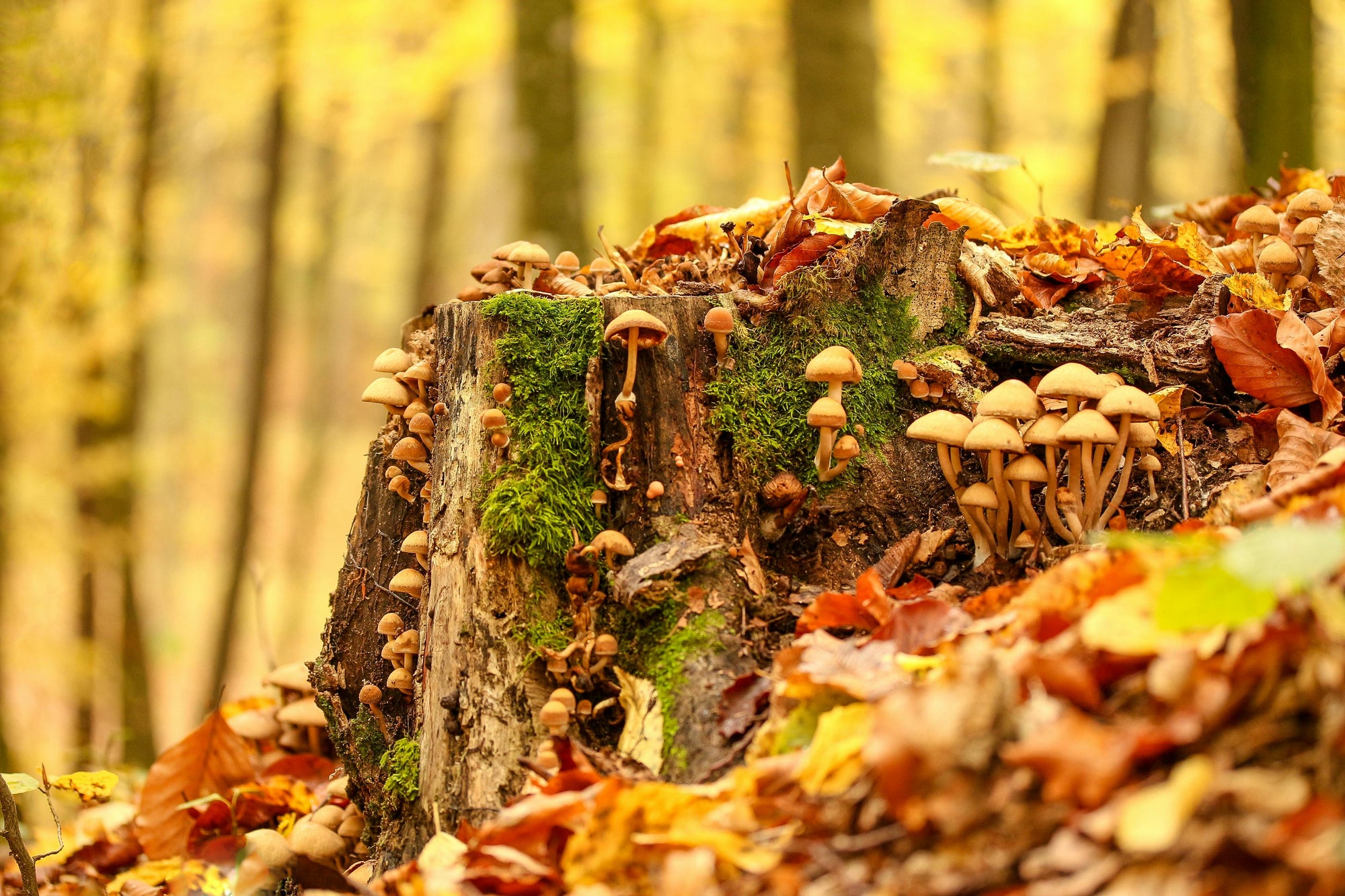Weird Mushrooms, Cool Mushrooms, and Rare Mushroom Finds for Wellness Enthusiasts