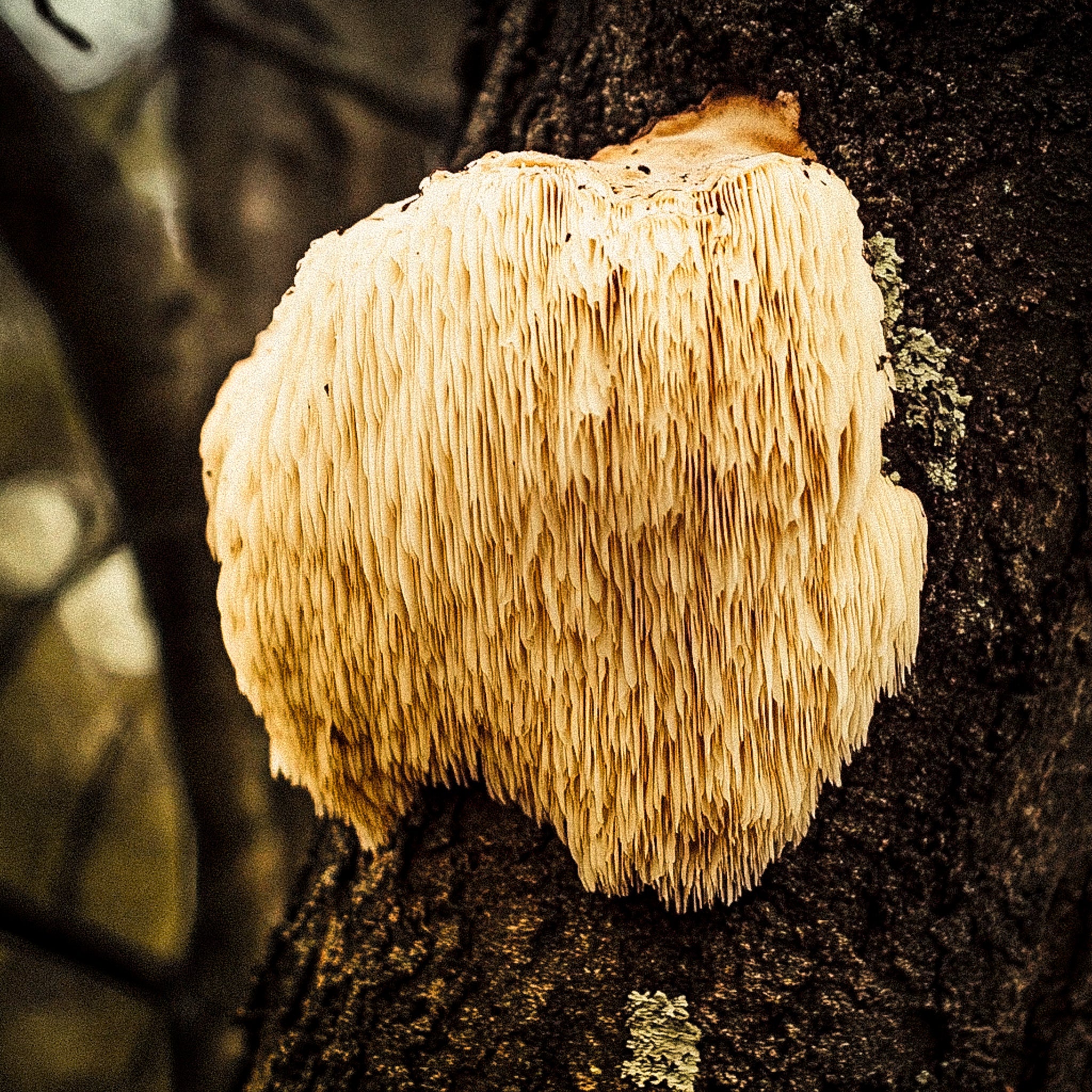 lion's mane mushroom