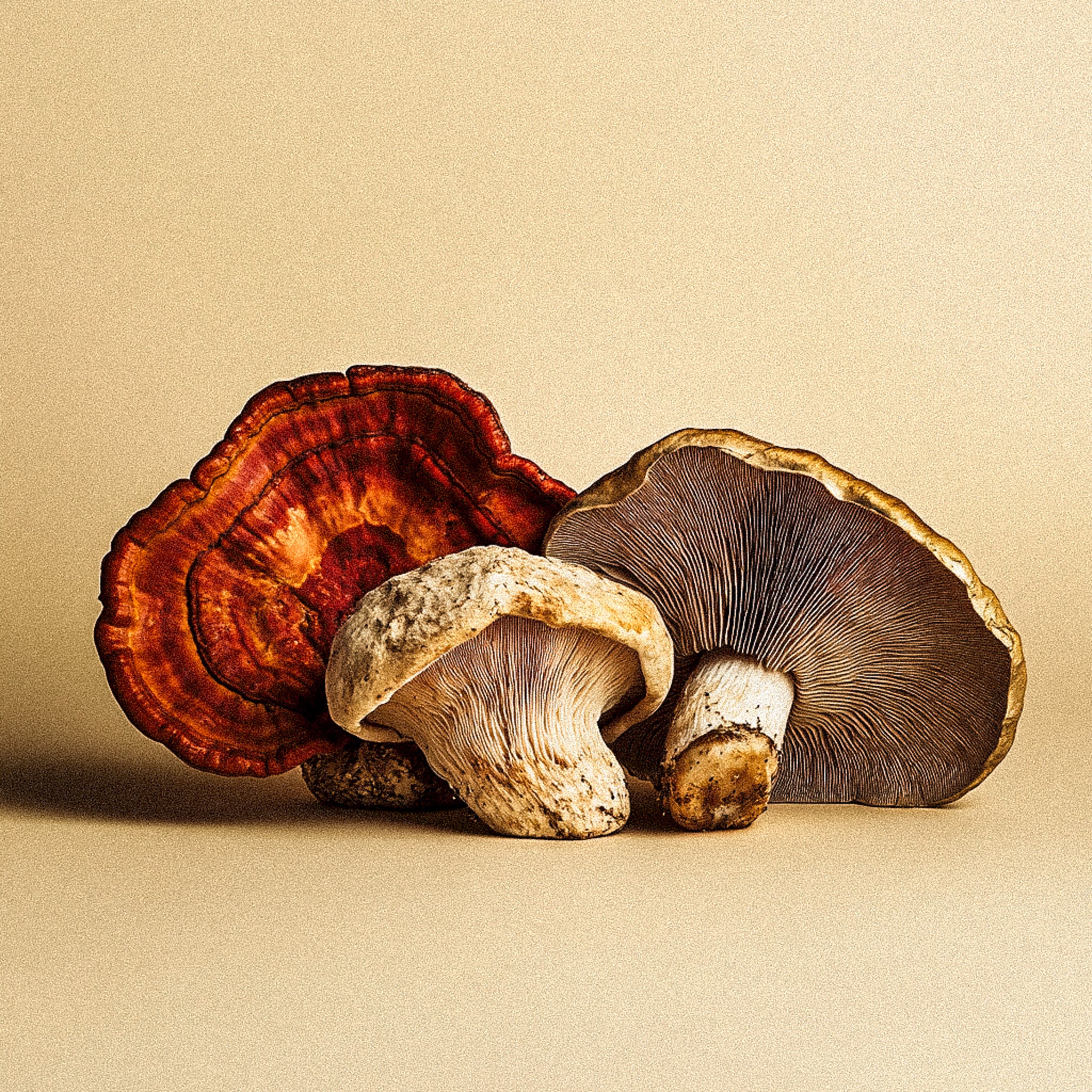 fruit-body mushroom (lion's maine) 