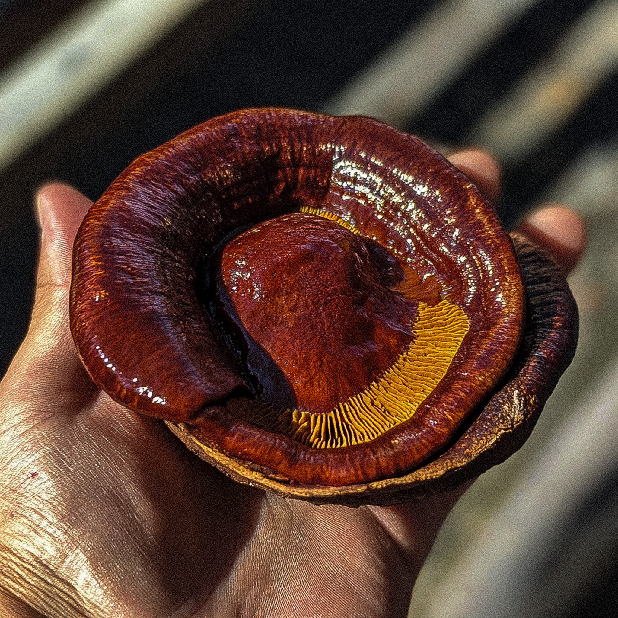 organic red reishi mushroom 