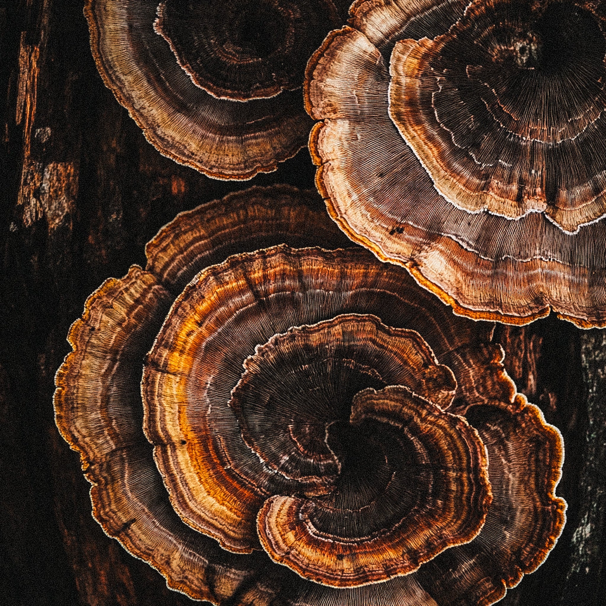 organic turkey tail mushroom